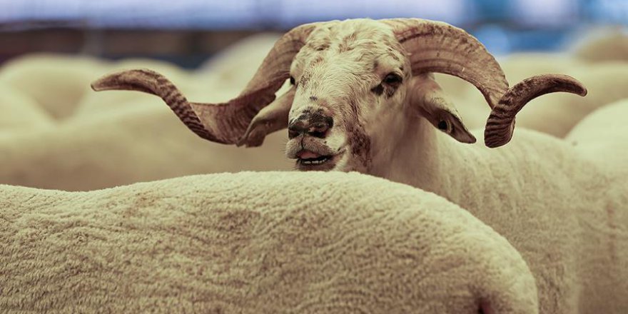 Kurbanlıklara kötü davranana ceza verilecek