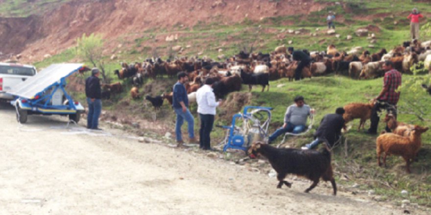 Hayvanlar güneşle sağılacak