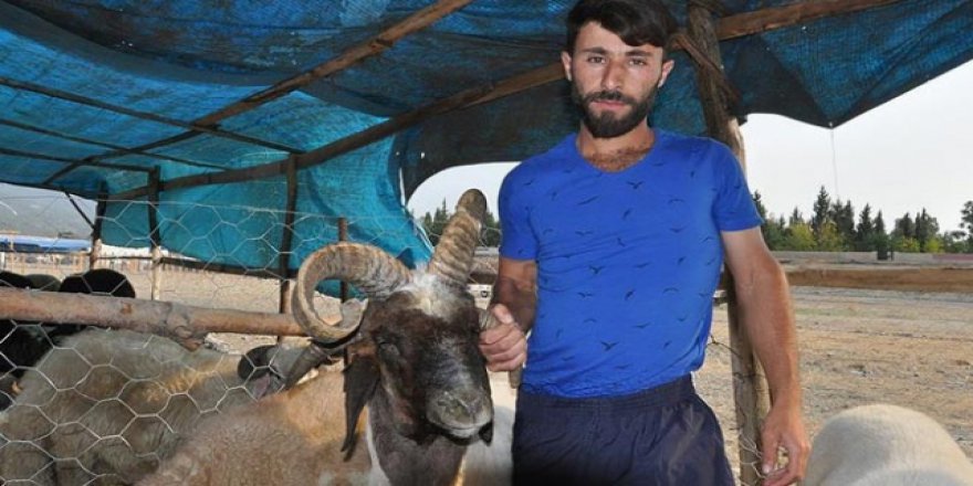 4 boynuzlu kurbanlık görenleri şaşırtıyor