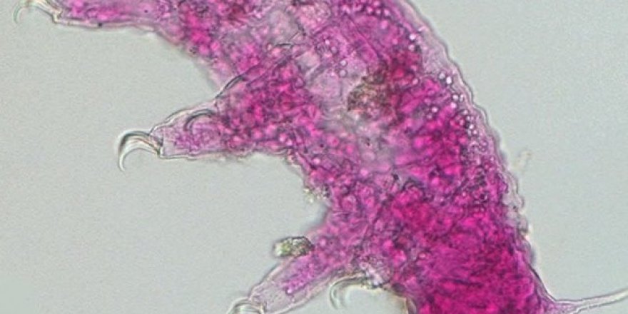 Türkiye'de yeni bir canlı türü tespit edildi