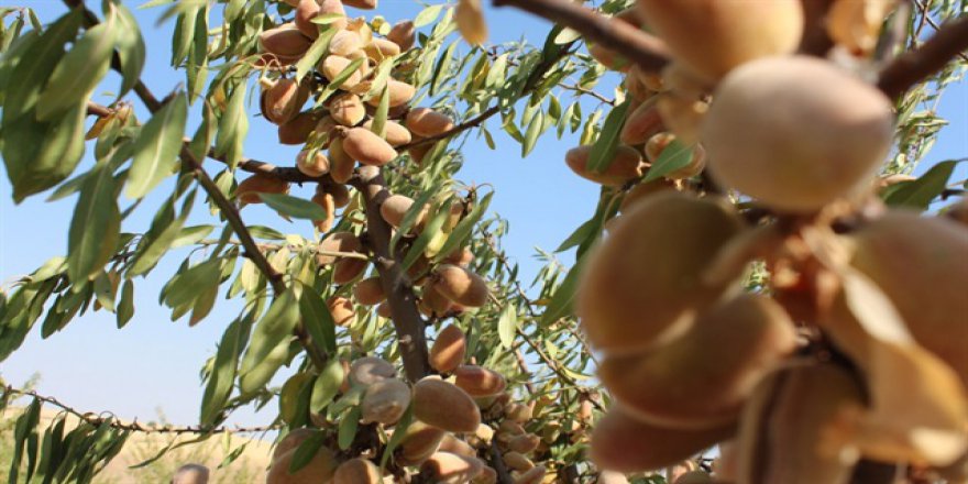 GAP çiftçisinin bademe ilgisi artıyor