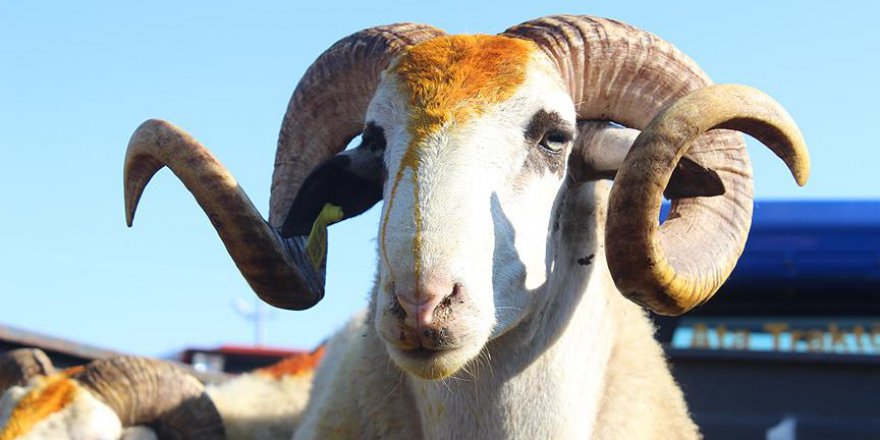 Sokakta kurban kesene 203 lira ceza