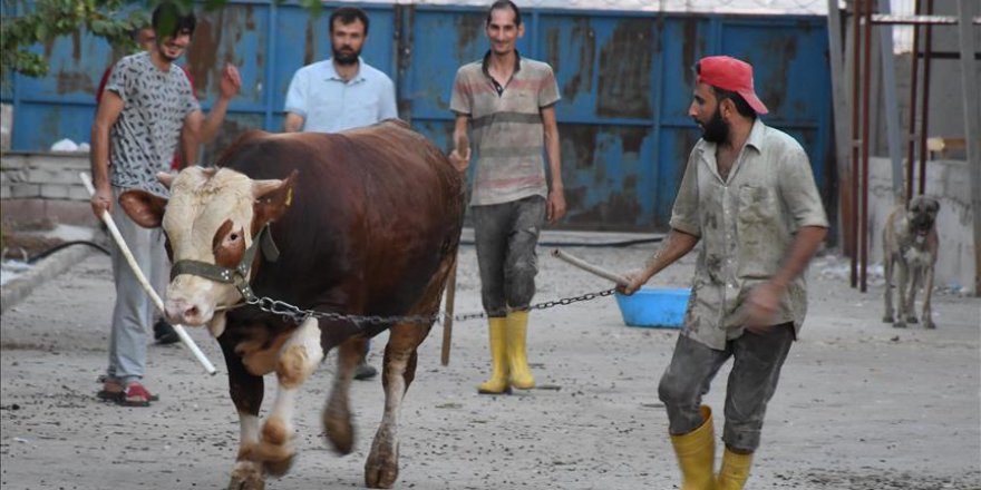 1 ton 200 kilogramlık 'Paşa' 18 bin liraya satışta