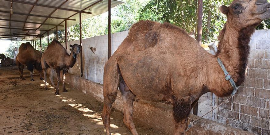 Kurbanlık develer ilgi odağı