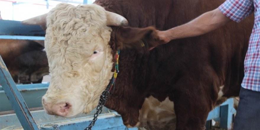Büyükbaş hayvan sayısı arttı, küçükbaş azaldı