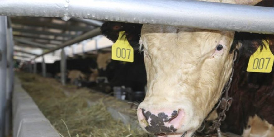 Hükümlülerin yetiştirdiği kurbanlıklara büyük ilgi