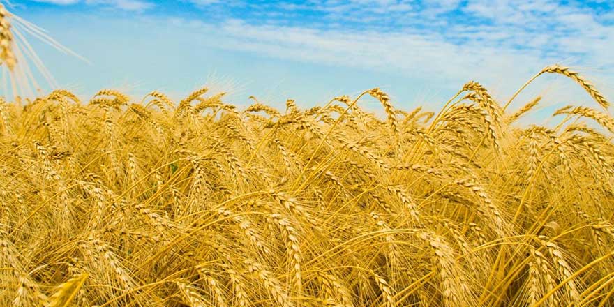 Yağan rahmet buğday üreticisinin yüzünü güldürdü