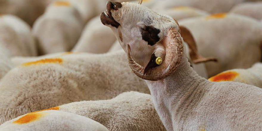 Eroğlu: Kurban keserken eziyet edenlere ceza verilecek