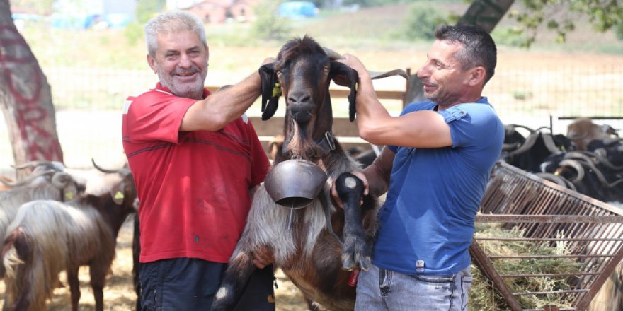 3 koç alana 1 oğlak promosyon olarak veriliyor