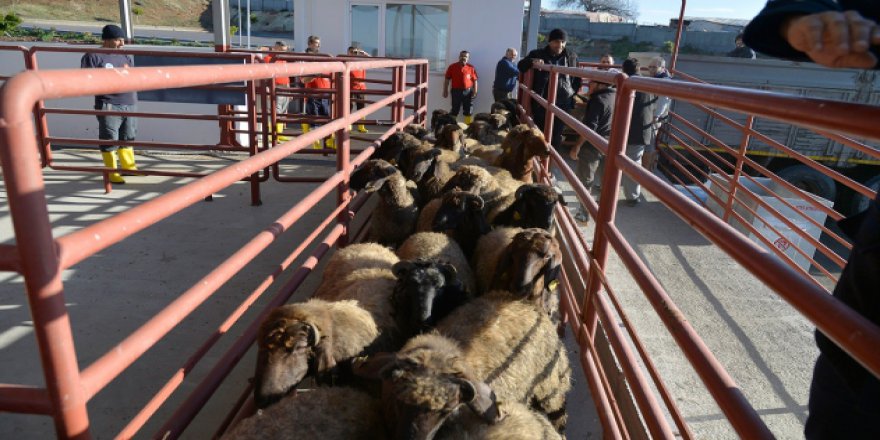 Mersin'de kurbanlar 3 dakikada kesilip teslim edilecek