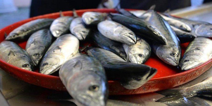 Balık Fiyatları yeni sezon ile ucuzlayacak
