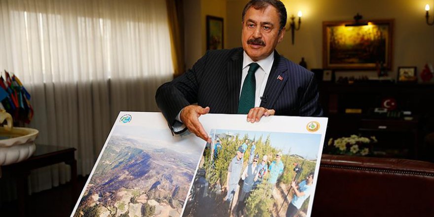 Orman yangınlarında 8 bin hektar alan zarar gördü