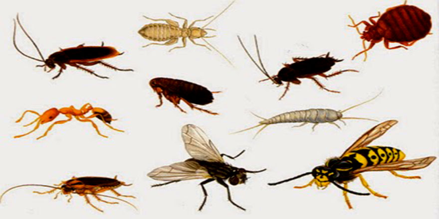 Dünyanın esas sahibi böceklerdir