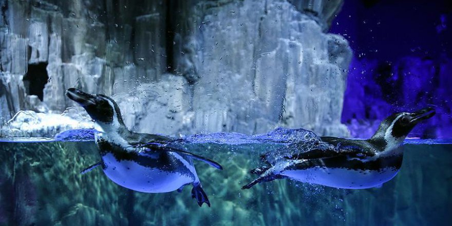 Penguenler ve timsahlar ziyaretçilerini bekliyor