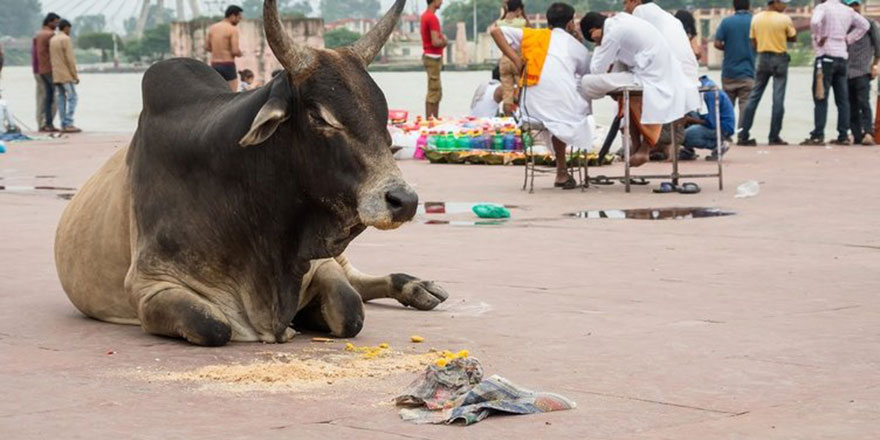 Hindistan'da Müslümanlara karşı kuruldu: İnek Koruma Hareketi