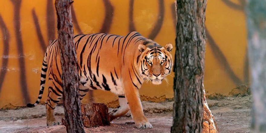 Gaziantep Hayvanat Bahçesi doldu taştı
