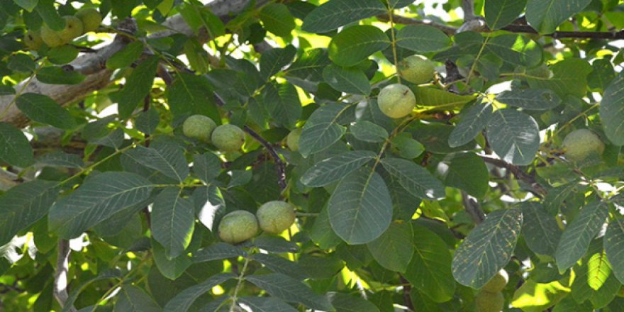 Cevizde "bereket hasadı"