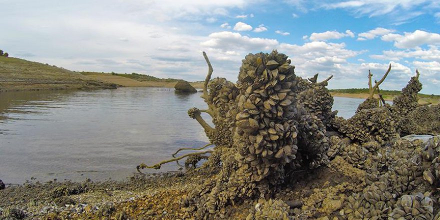 Barajdaki midyeler kuraklığa yenik düşüyor