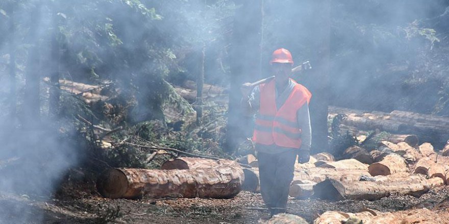 Ekmek parası için haftalarca ormanda yaşıyorlar
