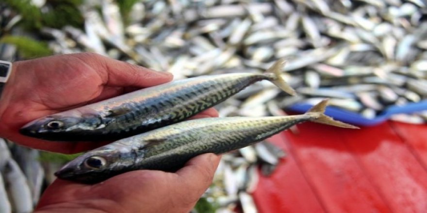 Tezgahta uskumru bereketi