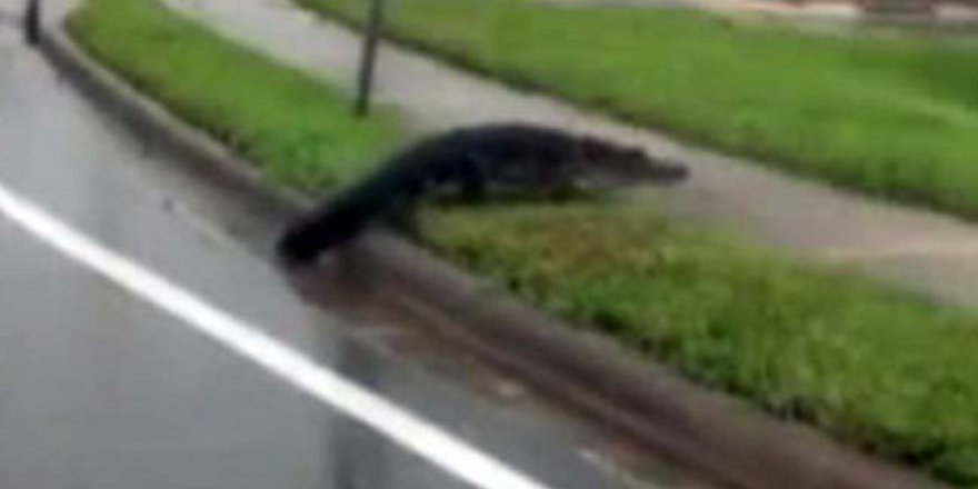 Florida’da timsahlar sokaklara indi