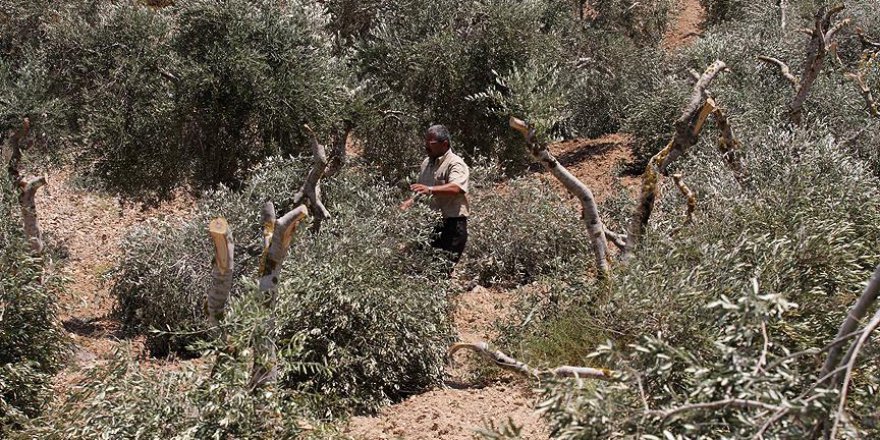 Yahudi yerleşimciler Filistinlilerin zeytin ağaçlarını kesti