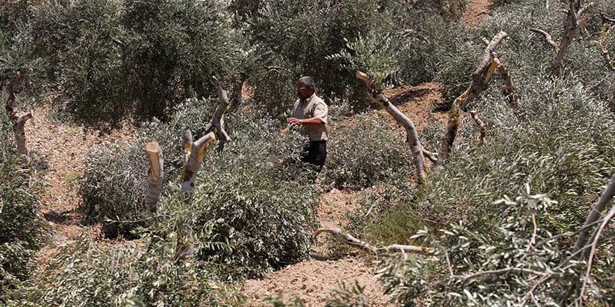 İşgalci Yahudi yerleşimciler Filistinlilerin zeytin ağaçlarını bile kesti
