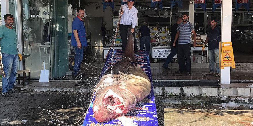 Marmara Denizi'nde 1,2 tonluk köpek balığı yakalandı