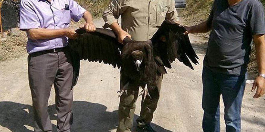 Kızılcahamam'da bulunan kara akbaba koruma altına alındı