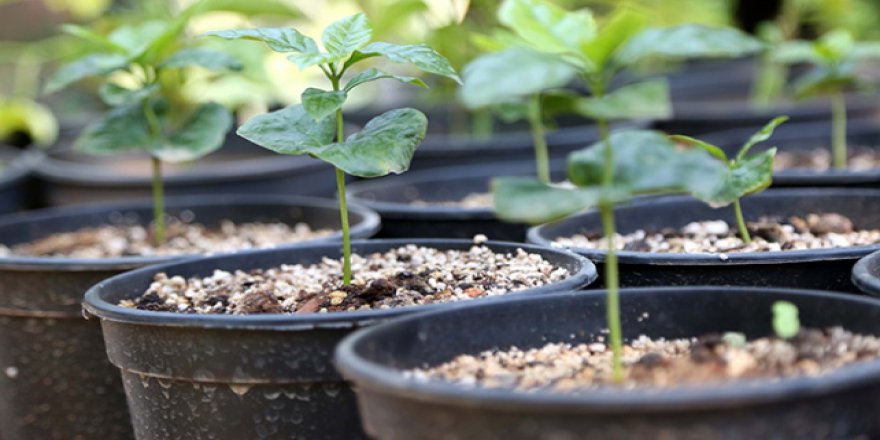 Kahve artık Toroslar'dan gelecek