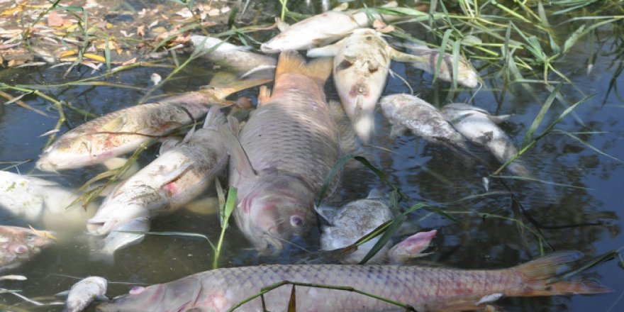 Bursa'da yüzlerce balık kıyıya vurdu