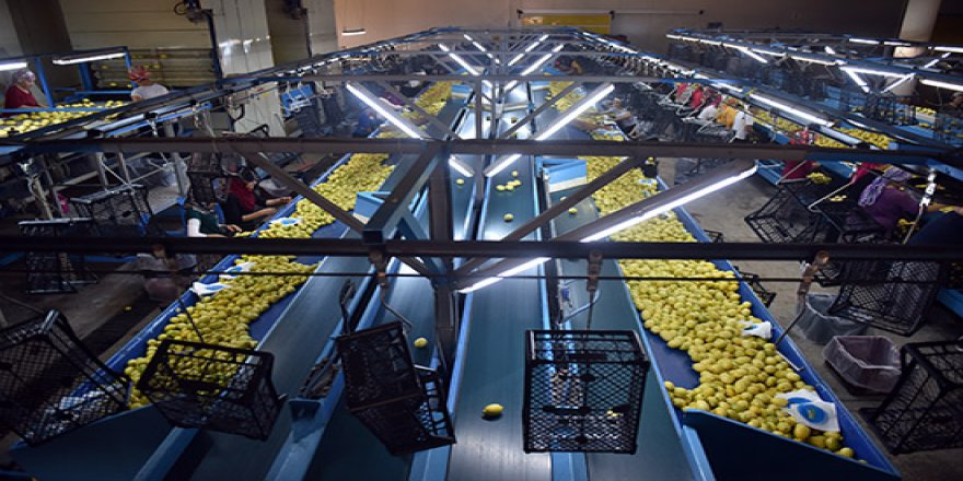 Narenciye üreticileri yeni sezondan umutlu