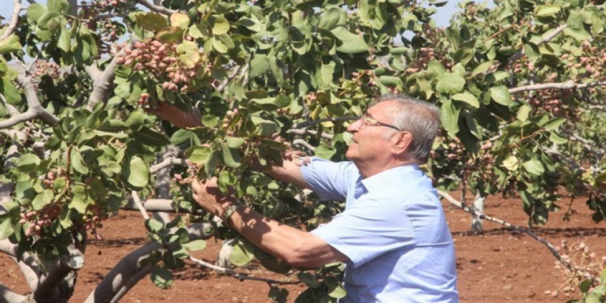 Kilis’te dünyada benzeri olmayan fıstık üretildi
