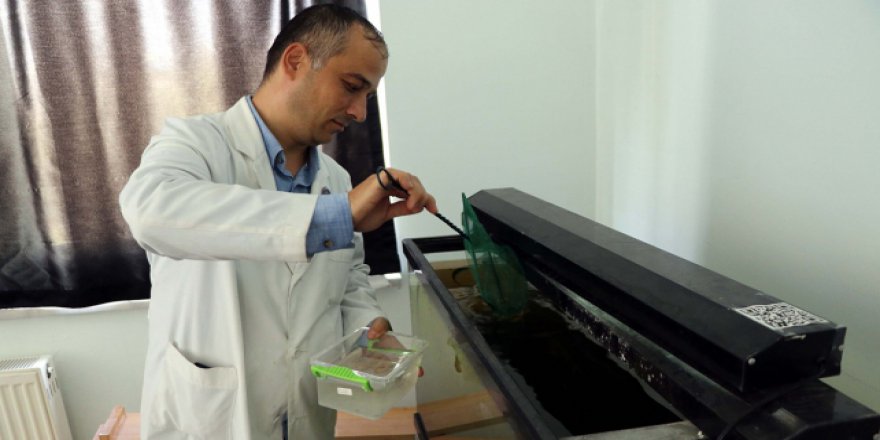 Sudaki kirlilik "balık"la ölçülecek