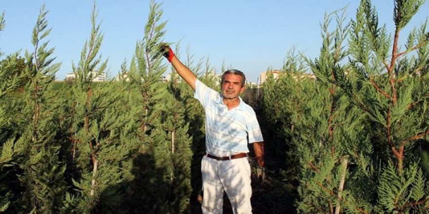 Yaz kış yeşil kalan leylandi ağacına büyük talep