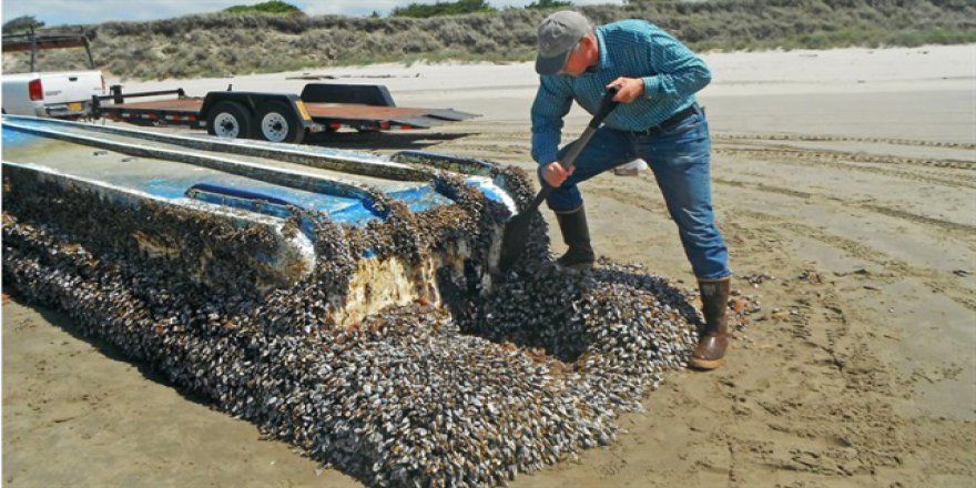 Tsunami 1 milyon deniz canlısını ABD'ye taşıdı