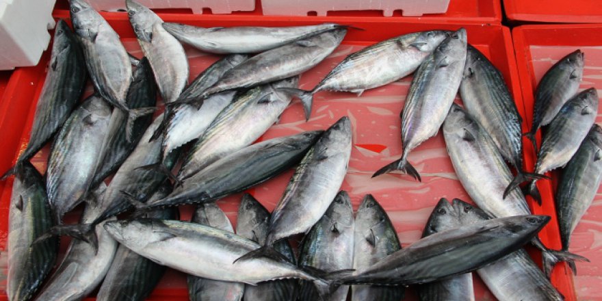 Balıkçıların yüzü palamutla güldü