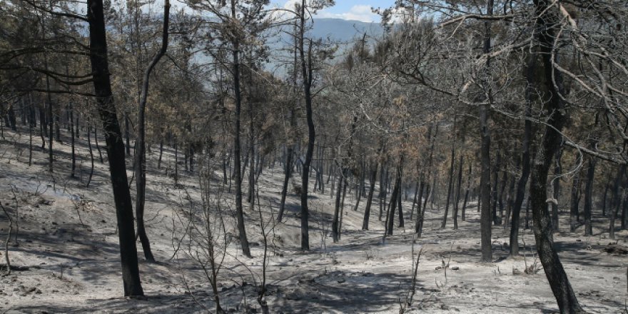 Suriye sınırındaki orman yangını 6 gün sonra söndü