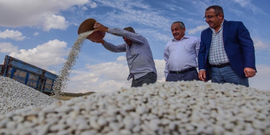 Fasulyeden 50 milyon lira gelir sağlanacak