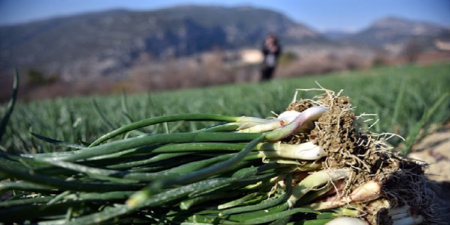 İstanbul'da zam şampiyonu yeşil soğan
