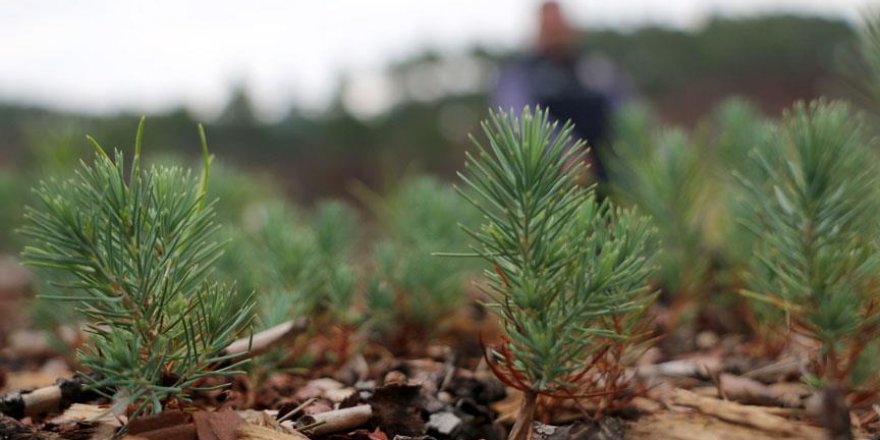 Yanan alan 500 bin fidan ve 7 ton tohumla yeşerecek