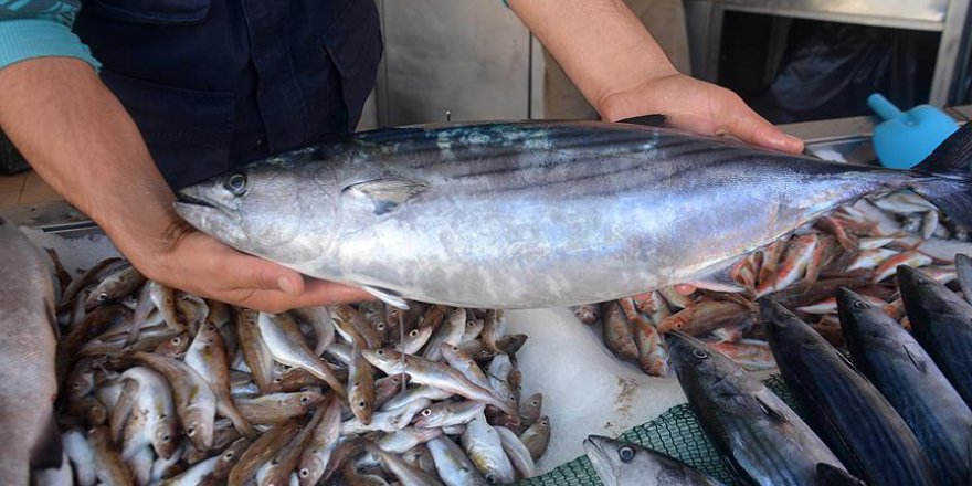 Balıkçıların ağlarına 'zindandelen balığı' takıldı