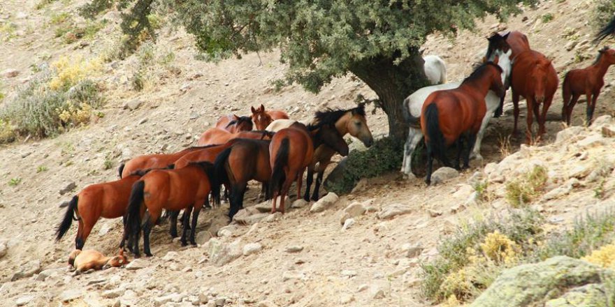 Mikroçipli yılkı atları sosyal hayatı renklendirecek