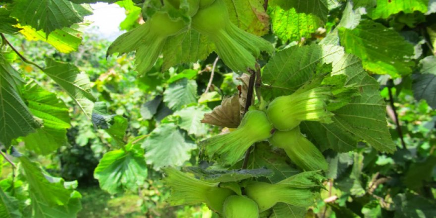 Fındıklarıyla meşhur iki kent kardeş oldu