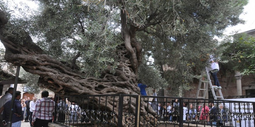 Hatay'da 13,5 asırlık ağaçtan zeytin hasadı
