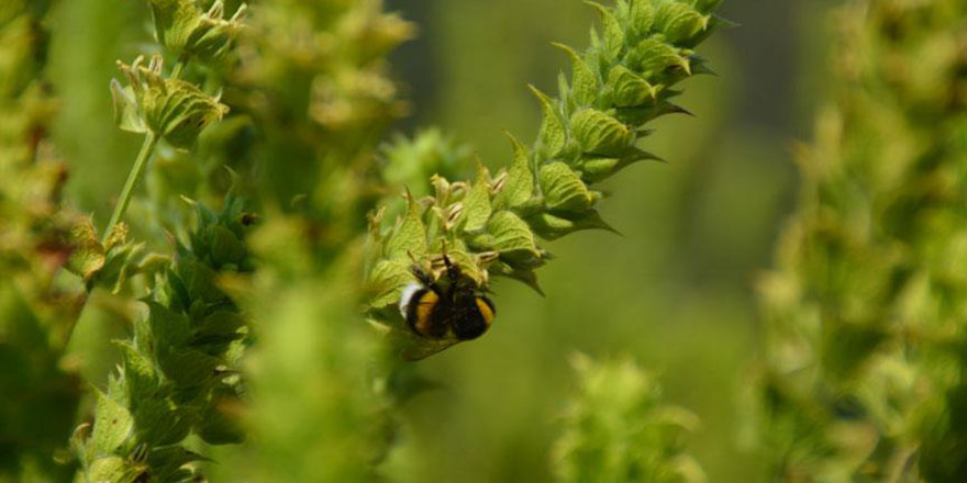 Çaykur 830 işçi alımı başvurusu nasıl yapılır?
