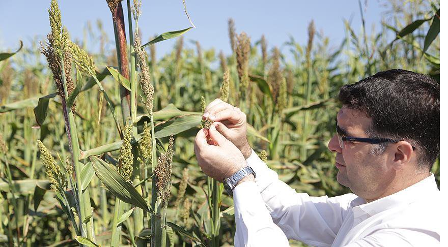 Adana'daki mucize bitki tanıtıldı