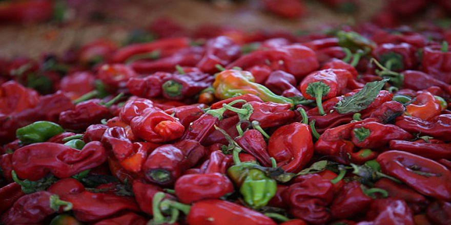 İsot üreticileri yer tahsisi istiyor