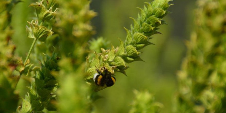 Şifalı bitkiler ülke ekonomisine de ilaç oldu