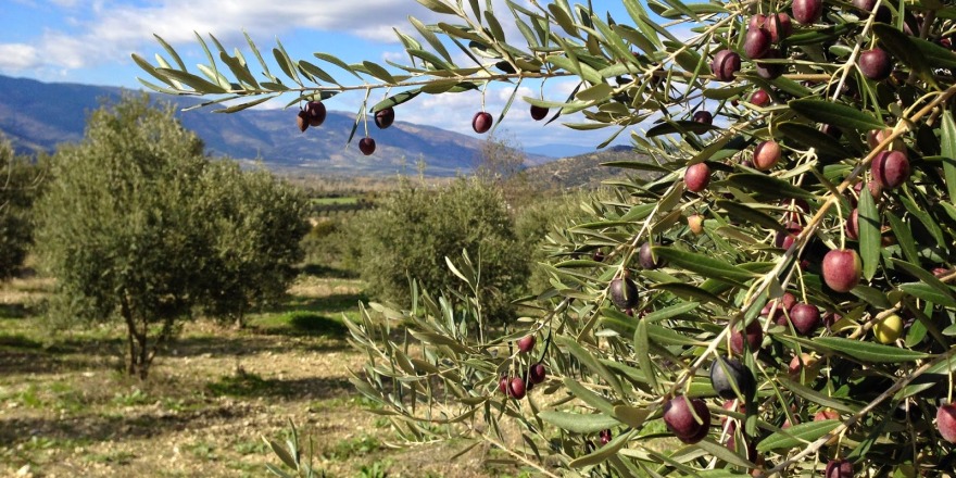 Zeytin ihracatında 21,5 milyon dolarla Almanya ilk sırada yer aldı